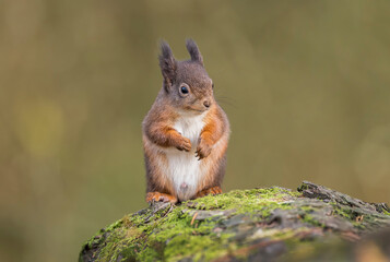 Red Squirrel baby looking very cute