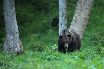 Niedźwiedź brunatny, (Ursus arctos), brown bear © Bartosz Rakoczy