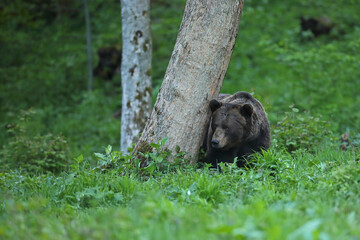 Niedźwiedź brunatny, (Ursus arctos), brown bear © Bartosz Rakoczy