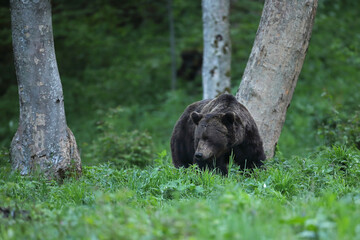 Niedźwiedź brunatny, (Ursus arctos), brown bear © Bartosz Rakoczy