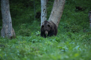 Niedźwiedź brunatny, (Ursus arctos), brown bear © Bartosz Rakoczy