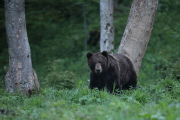 Niedźwiedź brunatny, (Ursus arctos), brown bear © Bartosz Rakoczy