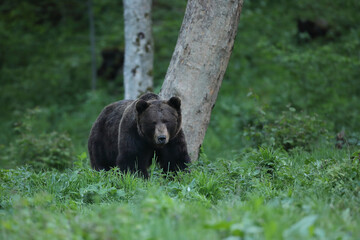 Niedźwiedź brunatny, (Ursus arctos), brown bear © Bartosz Rakoczy