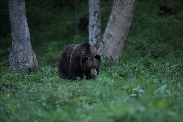 Niedźwiedź brunatny, (Ursus arctos), brown bear © Bartosz Rakoczy
