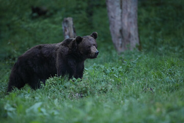 Niedźwiedź brunatny, (Ursus arctos), brown bear © Bartosz Rakoczy