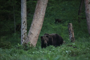 Niedźwiedź brunatny, (Ursus arctos), brown bear © Bartosz Rakoczy