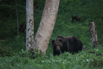 Niedźwiedź brunatny, (Ursus arctos), brown bear © Bartosz Rakoczy