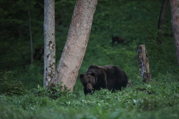 Niedźwiedź brunatny, (Ursus arctos), brown bear © Bartosz Rakoczy