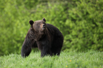 Niedźwiedź brunatny, (Ursus arctos), brown bear © Bartosz Rakoczy
