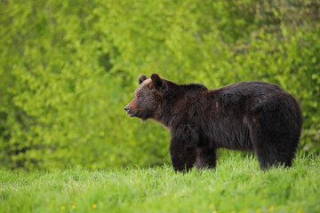 Niedźwiedź brunatny, (Ursus arctos), brown bear © Bartosz Rakoczy