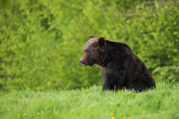 Niedźwiedź brunatny, (Ursus arctos), brown bear © Bartosz Rakoczy