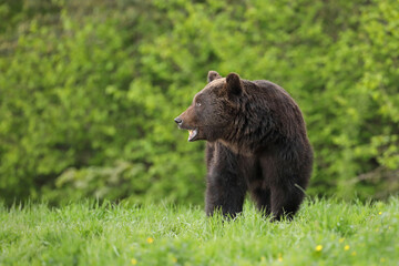 Niedźwiedź brunatny, (Ursus arctos), brown bear © Bartosz Rakoczy