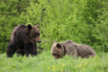 Niedźwiedź brunatny, (Ursus arctos), brown bear © Bartosz Rakoczy