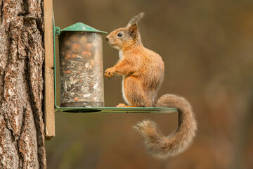 Red Squirrel on a feeder in a forest, close up
