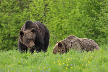 Niedźwiedź brunatny, (Ursus arctos), brown bear © Bartosz Rakoczy