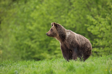 Niedźwiedź brunatny, (Ursus arctos), brown bear © Bartosz Rakoczy