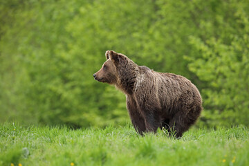 Niedźwiedź brunatny, (Ursus arctos), brown bear © Bartosz Rakoczy