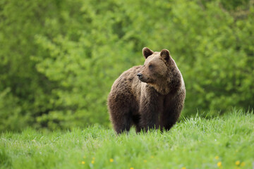 Niedźwiedź brunatny, (Ursus arctos), brown bear © Bartosz Rakoczy