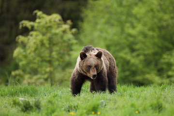 Niedźwiedź brunatny, (Ursus arctos), brown bear