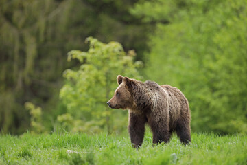 Niedźwiedź brunatny, (Ursus arctos), brown bear © Bartosz Rakoczy