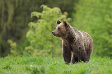 Niedźwiedź brunatny, (Ursus arctos), brown bear © Bartosz Rakoczy
