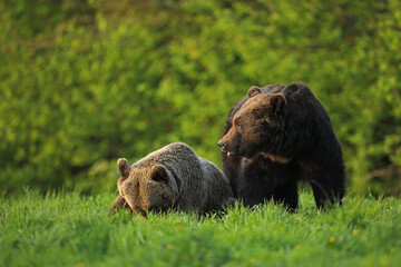 Niedźwiedź brunatny, (Ursus arctos), brown bear © Bartosz Rakoczy