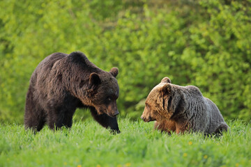 Niedźwiedź brunatny, (Ursus arctos), brown bear © Bartosz Rakoczy