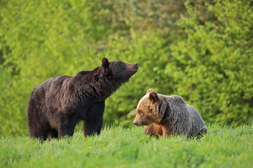 Niedźwiedź brunatny, (Ursus arctos), brown bear © Bartosz Rakoczy