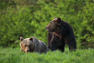 Niedźwiedź brunatny, (Ursus arctos), brown bear © Bartosz Rakoczy
