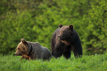 Niedźwiedź brunatny, (Ursus arctos), brown bear © Bartosz Rakoczy