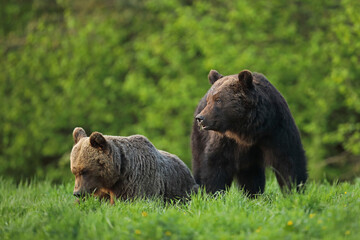 Niedźwiedź brunatny, (Ursus arctos), brown bear © Bartosz Rakoczy