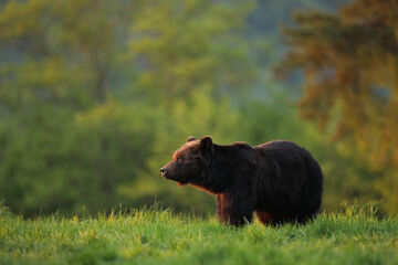 Niedźwiedź brunatny, (Ursus arctos), brown bear © Bartosz Rakoczy