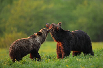 Niedźwiedź brunatny, (Ursus arctos), brown bear © Bartosz Rakoczy