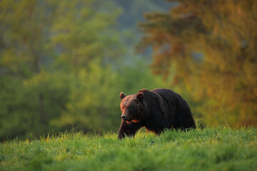 Niedźwiedź brunatny, (Ursus arctos), brown bear © Bartosz Rakoczy