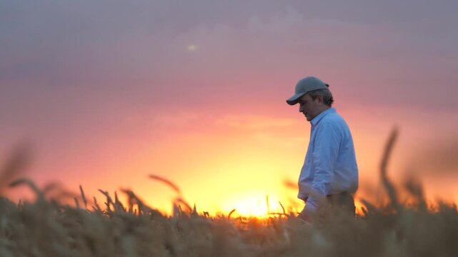 agriculture, wheat field, golden wheat farm field sunset, farmer working wheat field sunset, love land, farmer knows secrets growing crops, not afraid difficulties, farmer ready devote life such