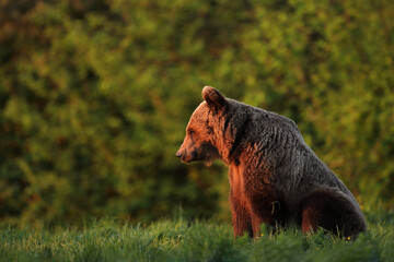 Niedźwiedź brunatny, (Ursus arctos), brown bear © Bartosz Rakoczy