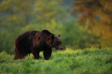 Niedźwiedź brunatny, (Ursus arctos), brown bear © Bartosz Rakoczy