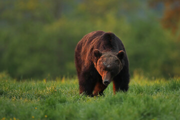 Niedźwiedź brunatny, (Ursus arctos), brown bear © Bartosz Rakoczy