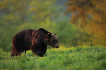 Niedźwiedź brunatny, (Ursus arctos), brown bear © Bartosz Rakoczy