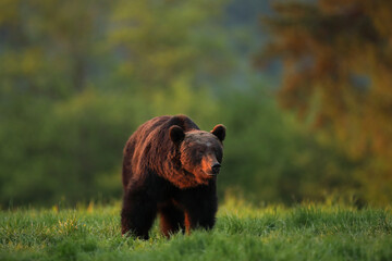 Niedźwiedź brunatny, (Ursus arctos), brown bear © Bartosz Rakoczy
