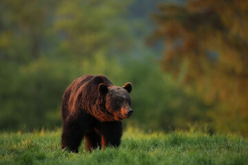 Niedźwiedź brunatny, (Ursus arctos), brown bear © Bartosz Rakoczy