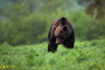 Niedźwiedź brunatny, (Ursus arctos), brown bear © Bartosz Rakoczy