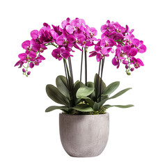 Pink Orchid Plant in Decorative Pot Isolated on Transparent Background