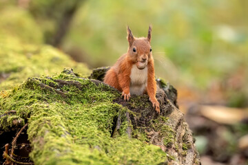 Red Squirrel coming out of a hole on a tree.