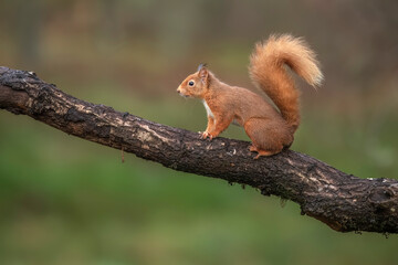 Red Squirrel on a branch