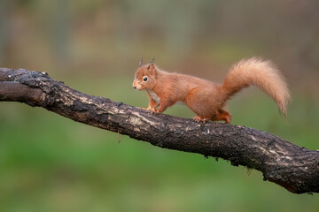 Red Squirrel baby on a branch