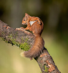 Red Squirrel on a branch, scratching itself