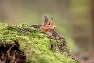 Red Squirrel peeping out of a hole on a fallen tree trunk