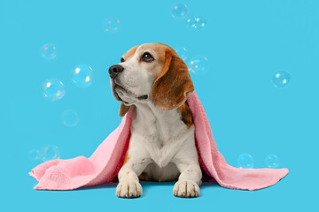 Funny Beagle dog with towel and soap bubbles on blue background