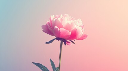 Pink peony flower stands gracefully against a gradient background